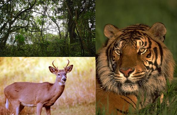 tropical dry forest animals list